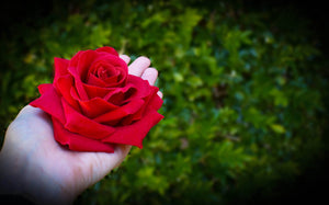 Hand holding a red velvet rose hair clip in front of a green hedge